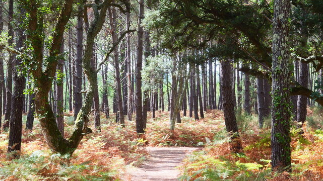 Cork oak and pine forest in southwestern France