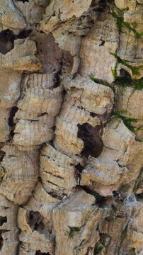 Macro shot of a cork oak trunk and its bark
Bark