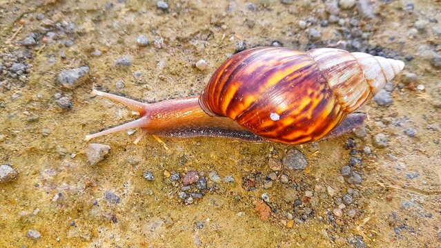 snail on the road
