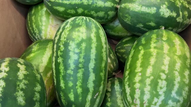 Ripe and large oblong watermelons stacked together inside a cardboard display box - Tracking shot in top view on watermelons feature vibrant green rinds with  light green and yellow wavy stripes