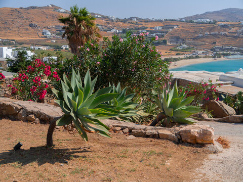 Beautiful succulents Agave attenuata on Mykonos island in Greece