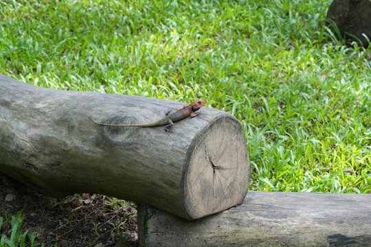 Oriental Garden Lizard on Log in Greenery