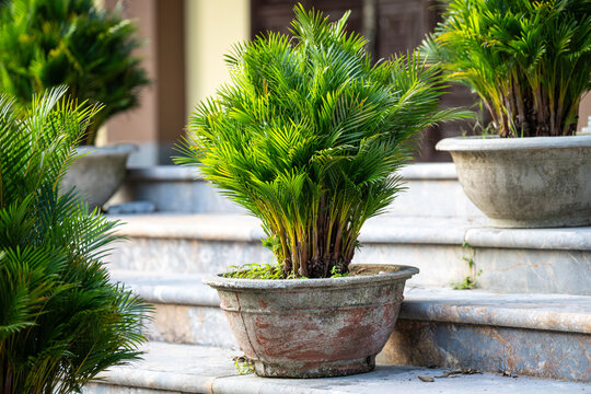 Lush green Areca Palm known as Dypsis lutescens or Golden Cane Palm growing in ceramic pot outdoors, Butterfly Palm in pot standing on stone steps in botanical garden as decorative ornamental plant.