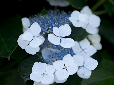 Hydrangea serrata