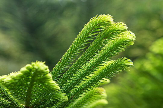 d&eacute;tails de la plante araucaria