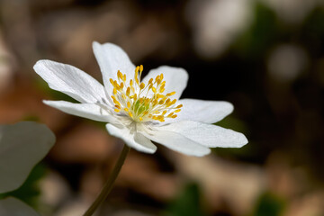 Buschwindröschen (Anemone nemorosa) einzelne Blüte in Nahaufnahme - Sulz am Neckar, Baden-Württemberg, Deutschland © Robert Schneider
