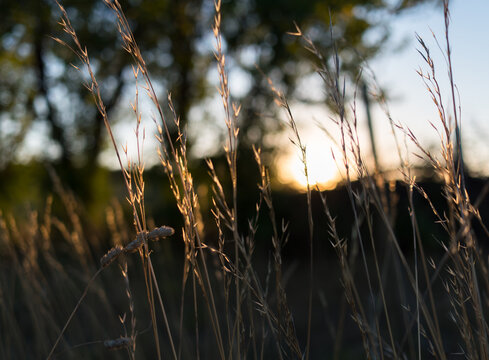 herbes folles en contre jour