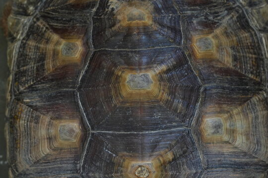 Detailed View of Tortoise Shell Pattern and Texture