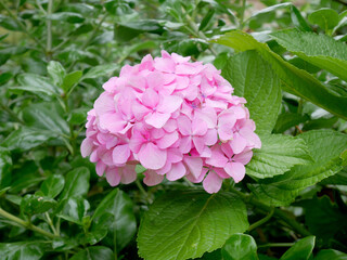 Fototapeta premium Pink hydrangea blooming