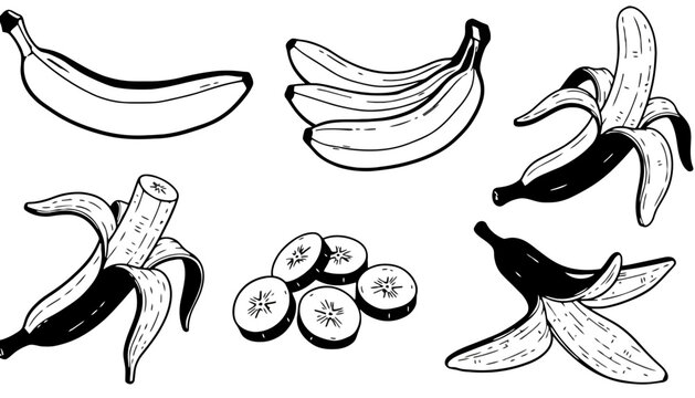 Collection of bananas in various stages with tropical potassium vitamins