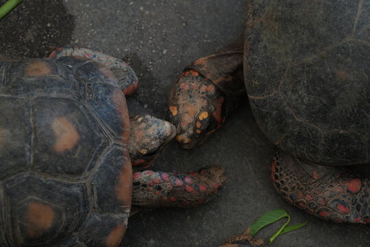 Red Footed Tortoises in Captivity at a Conservation Center