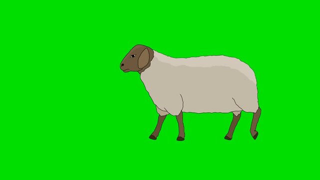 A 2d animation cartoon woolly sheep standing and facing right on animation cartoon on green screen chromakey. ideal for professional video editors content creators stock   