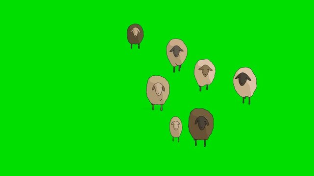 A 2d animation cartoon flock of sheep grazing together on a animation cartoon on green screen chromakey. ideal for professional video editors content creators stock    