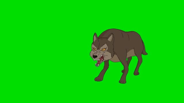 A 2d animation cartoon angry wolf walking and growling on a animation cartoon on green screen chromakey. ideal for professional video editors content creators stock    