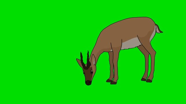A 2d animation cartoon deer grazing calmly with head down on a background animation cartoon on green screen chromakey. ideal for professional video editors content creators stock  