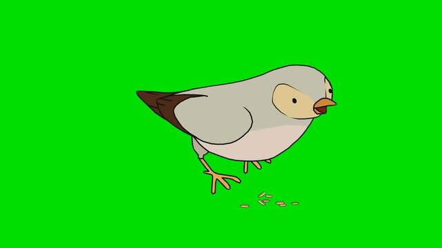 A 2d animation cartoon sparrow bird pecking seeds on the ground on animation cartoon on green screen chromakey. ideal for professional video editors content creators stock   