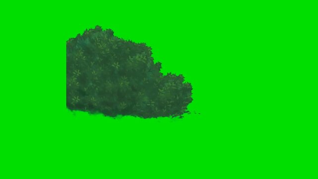 A 2d animation cartoon brown wolf sniffing and entering a green bush on animation cartoon on green screen chromakey. ideal for professional video editors content creators stock  