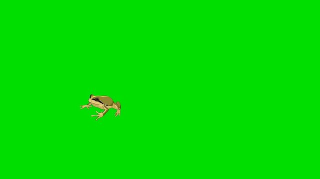 A 2d animation cartoon small frog leaping diagonally upwards isolated on animation cartoon on green screen chromakey. ideal for professional video editors content creators stock  