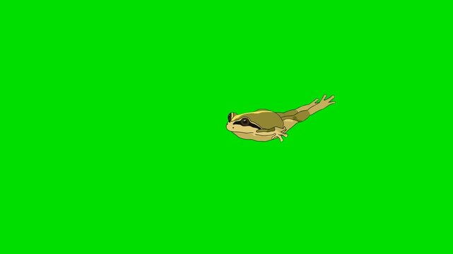 A 2d animation cartoon frog floating or landing horizontally on animation cartoon on green screen chromakey. ideal for professional video editors content creators stock   