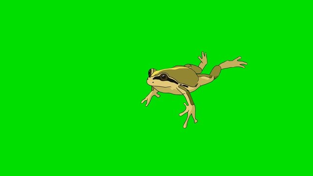 A 2d animation cartoon green frog jumping horizontally mid air on animation cartoon on green screen chromakey. ideal for professional video editors content creators stock   