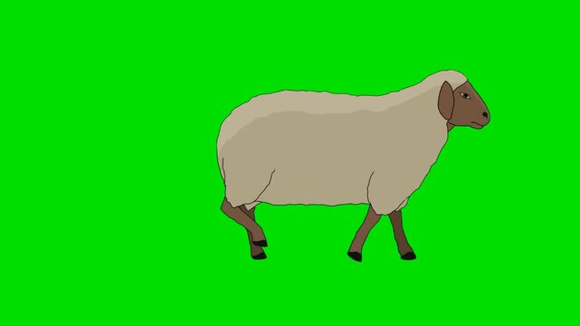 A 2d animation cartoon white sheep standing still facing left on a animation cartoon on green screen chromakey. this  stock  asset is perfectly optimized for professional video