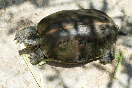 Happy Turtle Eating Fresh Greens Outdoors