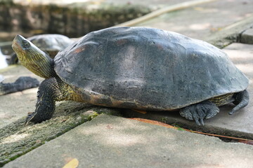 Obraz premium Chinese Stripe Necked Turtle Reptile Portrait