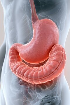 Medical photo shows human digestive system