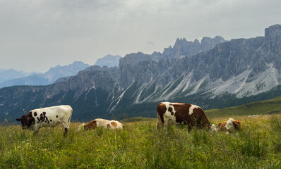 Naklejka premium panoramic view on giau pass south tyrol