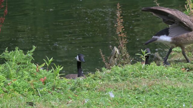 Canada Geese (Branta canadensis) climbing out of a lake onto the bank. August, Kent, UK [Half speed]