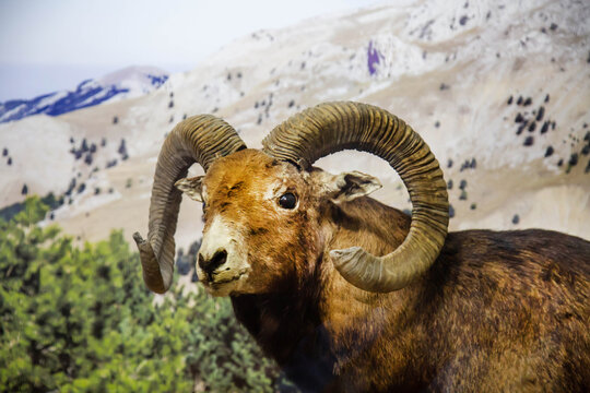 Mouflon on the background of rocks on a bright sunny day. Wildlife, mammals, predators