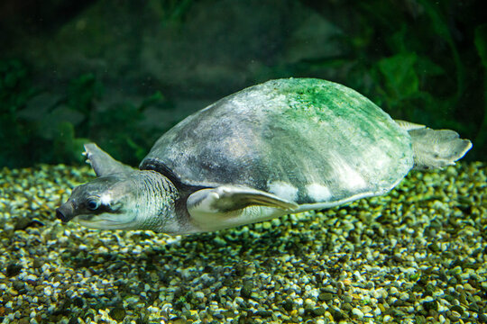 A pig-faced two-legged turtle swimming underwater.  Marine animals, reptiles, ecology.