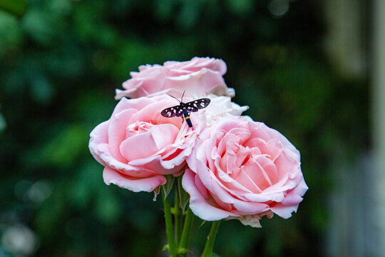 A rose with a butterfly on a clear sunny day. Flora is a houseplant.