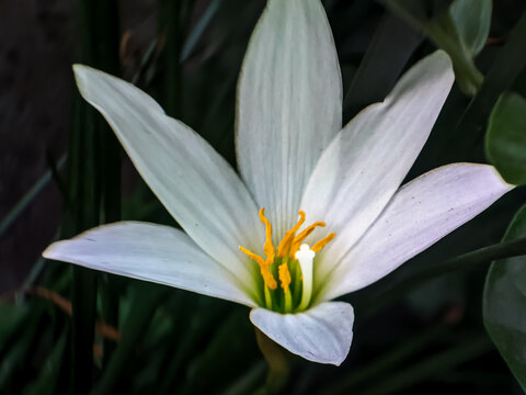 High-angle macro photography of a blooming white rain lily flower showing detailed petals and vibrant yellow stamens