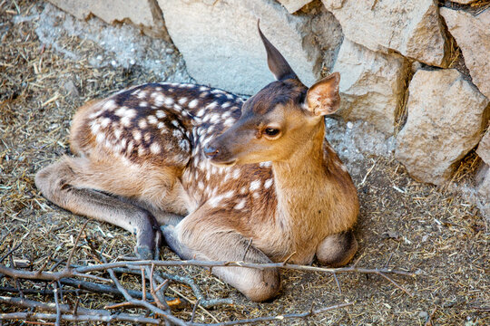 A fawn lying on the ground on a bright sunny day. Wildlife, mammals, predators.