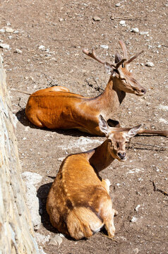 Red deer lying on the ground on a bright sunny day. Wildlife, mammals, predators.