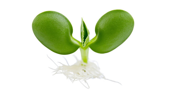 Green seedling with delicate white roots, isolated on transparent background