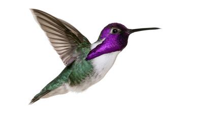 Small hummingbird with iridescent purple head and throat, isolated on transparent background © iPNGi