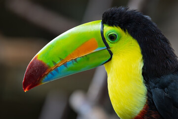 Close-up detail of keel-billed toucan (Ramphastos sulfuratus) head and colorful beak © RdB