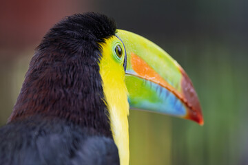Keel-billed toucan (Ramphastos sulfuratus) side profile portrait in jungle, Costa Rica © RdB