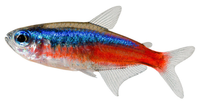 Small neon tetra fish with bright blue and red stripes, isolated on transparent background