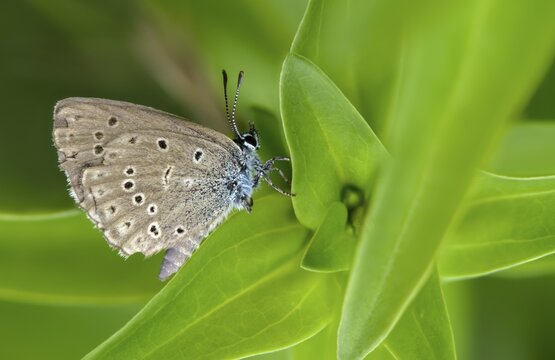 Glaucopsyche Alcon ssp. rebeli, glaucopsyche rebeli, cruciferous ant blue, maculinea rebeli, phengaris alcon ssp. rebeli, phengaris rebeli, butterfly, female, insects, butterfly, butterflies, butterflies, female