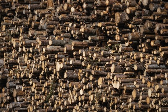 Logs, spruce logs, roundwood, storage, timber industry, Sunndals&oslash;ra, Tingvollfjorden, Sunndal Municipality, M&oslash;re og Romsdal Province, Norway