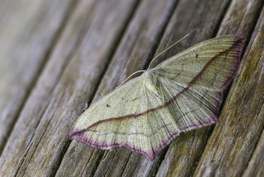 Ampferspanner, Calothysanis Amata, Liebling, Rotrandspanner, Timandra Comae, Blood-Vein, Insects, Moths, Moths, Butterflies