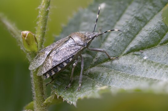 Field bug, gray garden bug, raphigaster nebulosa, bug, tree bug, insects, mottled shield bug
