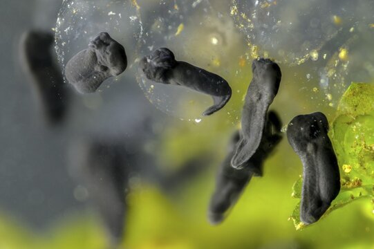 Bufo bufo, common toad, amphibians, amphibians, five days old, larva, larva, amphibians