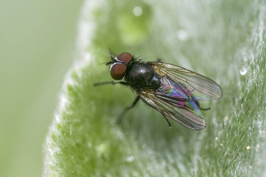 Real flies spec., mucidae spec., fly, insects, insects