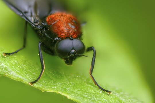 Clitellaria ephippium, red-backed soldier fly, redback gunfly, diptera, insects, two-winged