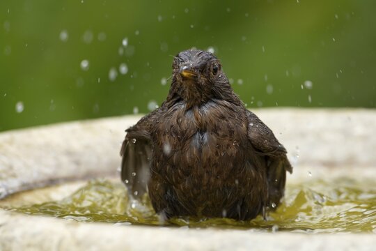 Eurasian blackbird (Turdus merula) adult garden bird bathing in water of a bird bath, England, United Kingdom