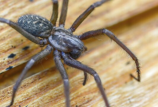 Dustbunny spider, eratigena atrica, eratigena atrica cf., large house angle spider, house spider, house funnel spider, cellar spider, tegenaria atrica, angle spider, spider, spiders